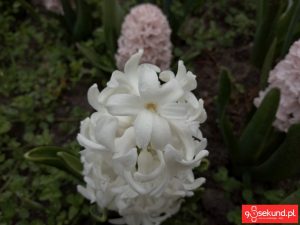 Zdjęcie wykonane smartfonem TP-Link Neffos C7 - recenzja 90sekund.pl