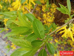 Zdjęcie wykonane smartfonem TP-Link Neffos C7 - recenzja 90sekund.pl