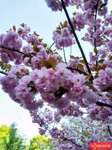 Zdjęcie HDR wykonane smartfonem TP-Link Neffos C7 - recenzja 90sekund.pl