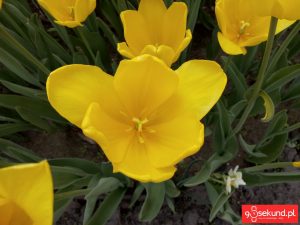 Zdjęcie wykonane smartfonem TP-Link Neffos C7 - recenzja 90sekund.pl