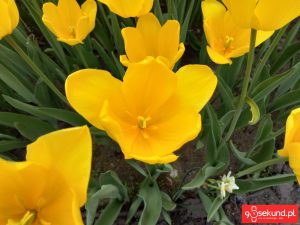 Zdjęcie HDR wykonane smartfonem TP-Link Neffos C7 - recenzja 90sekund.pl