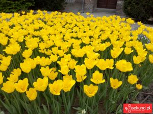 Zdjęcie wykonane smartfonem TP-Link Neffos C7 - recenzja 90sekund.pl