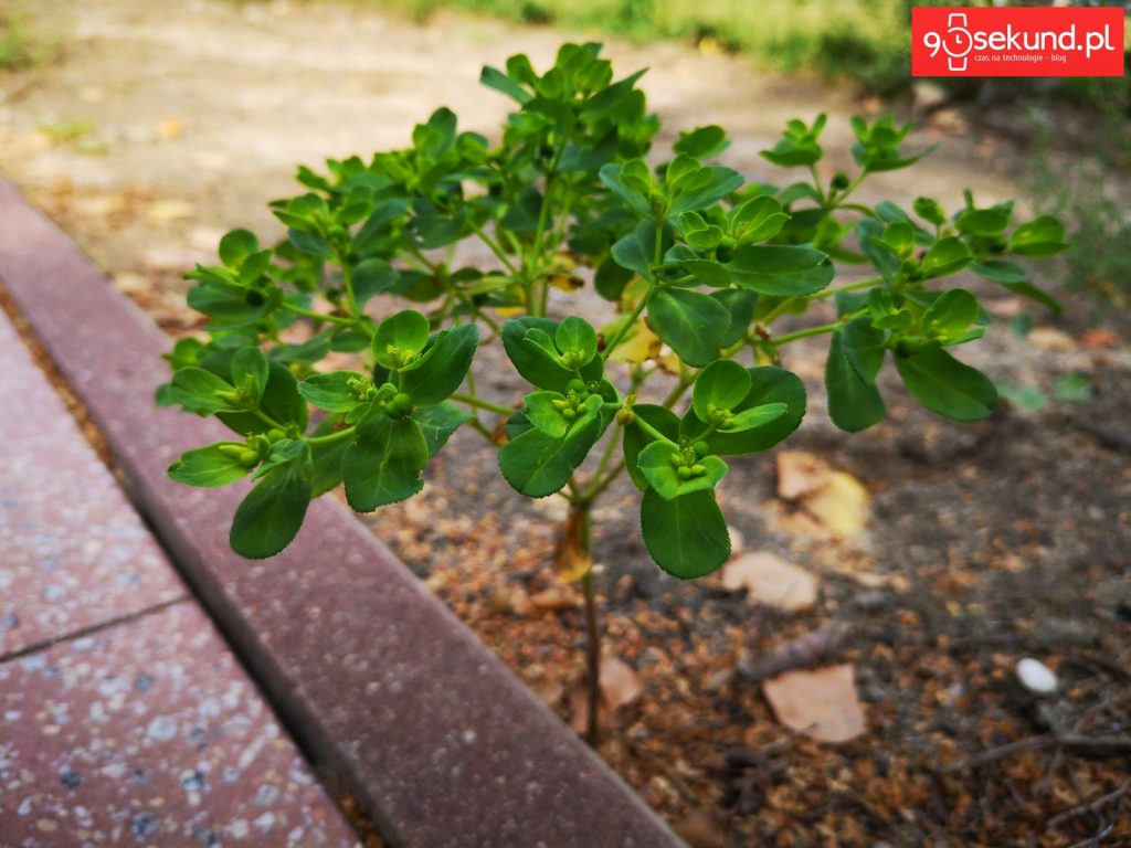 Zdjęcie wykonane Huawei P20 - 90sekund.pl - Michał Brożyński