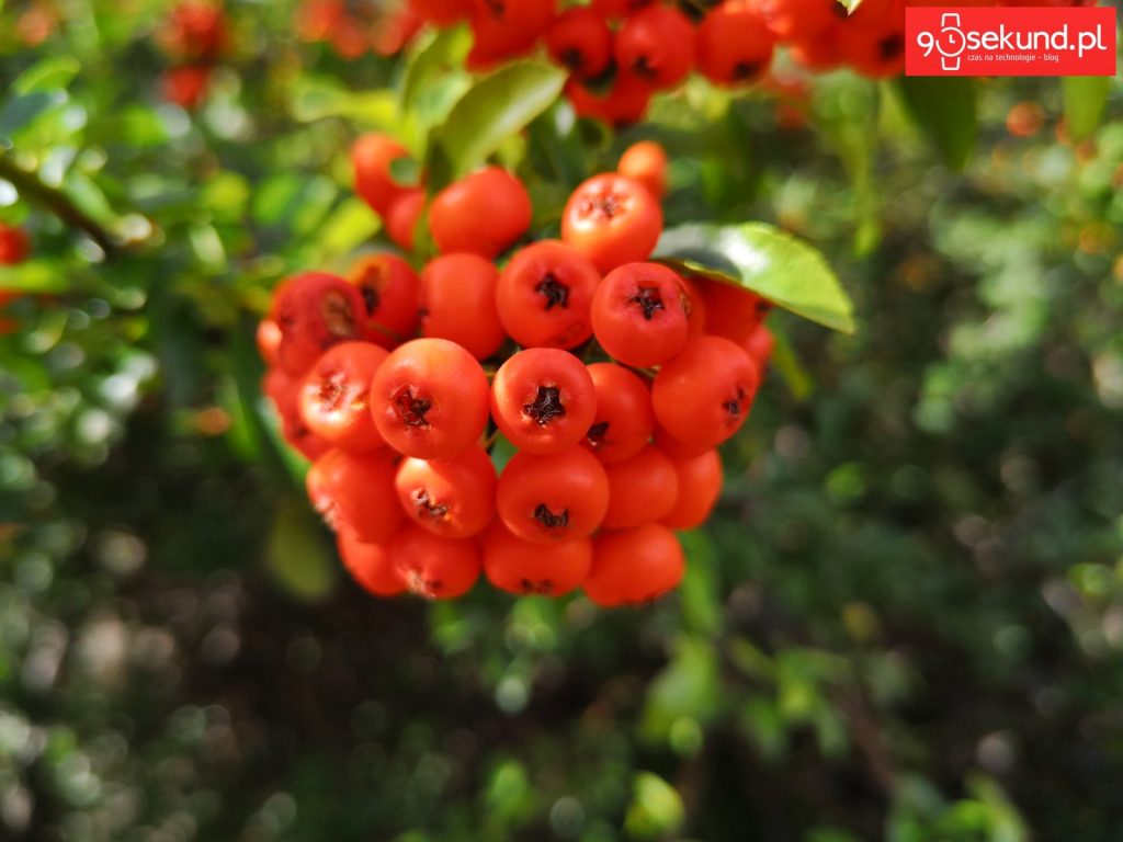 Zdjęcie wykonane Huawei P20 - 90sekund.pl - Michał Brożyński