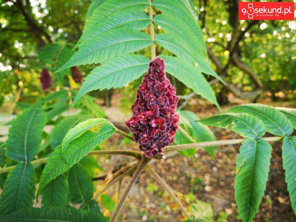 Zdjęcie wykonane Huawei P20 - 90sekund.pl - Michał Brożyński