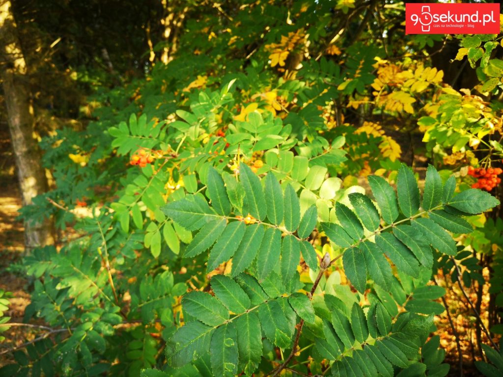 Zdjęcie wykonane Huawei P20 - 90sekund.pl - Michał Brożyński