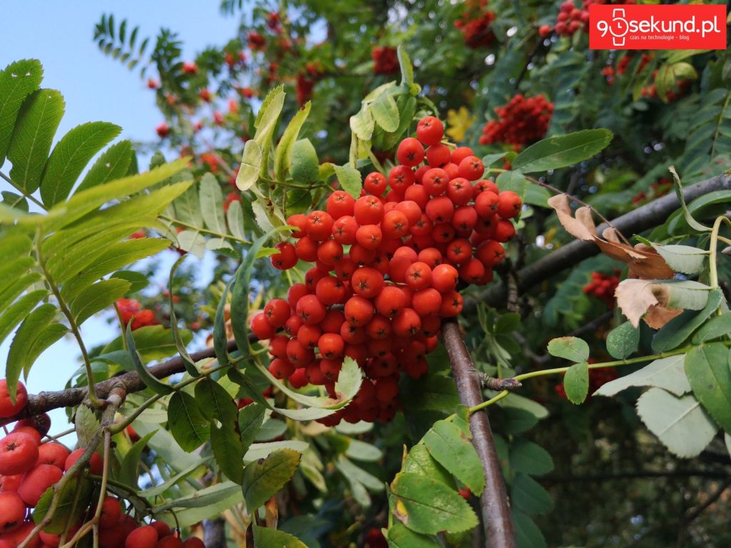 Zdjęcie wykonane Huawei P20 - 90sekund.pl - Michał Brożyński