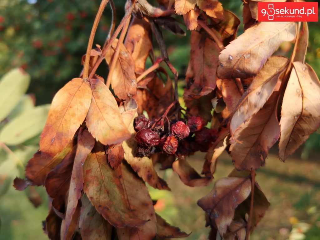 Zdjęcie wykonane Huawei P20 - 90sekund.pl - Michał Brożyński