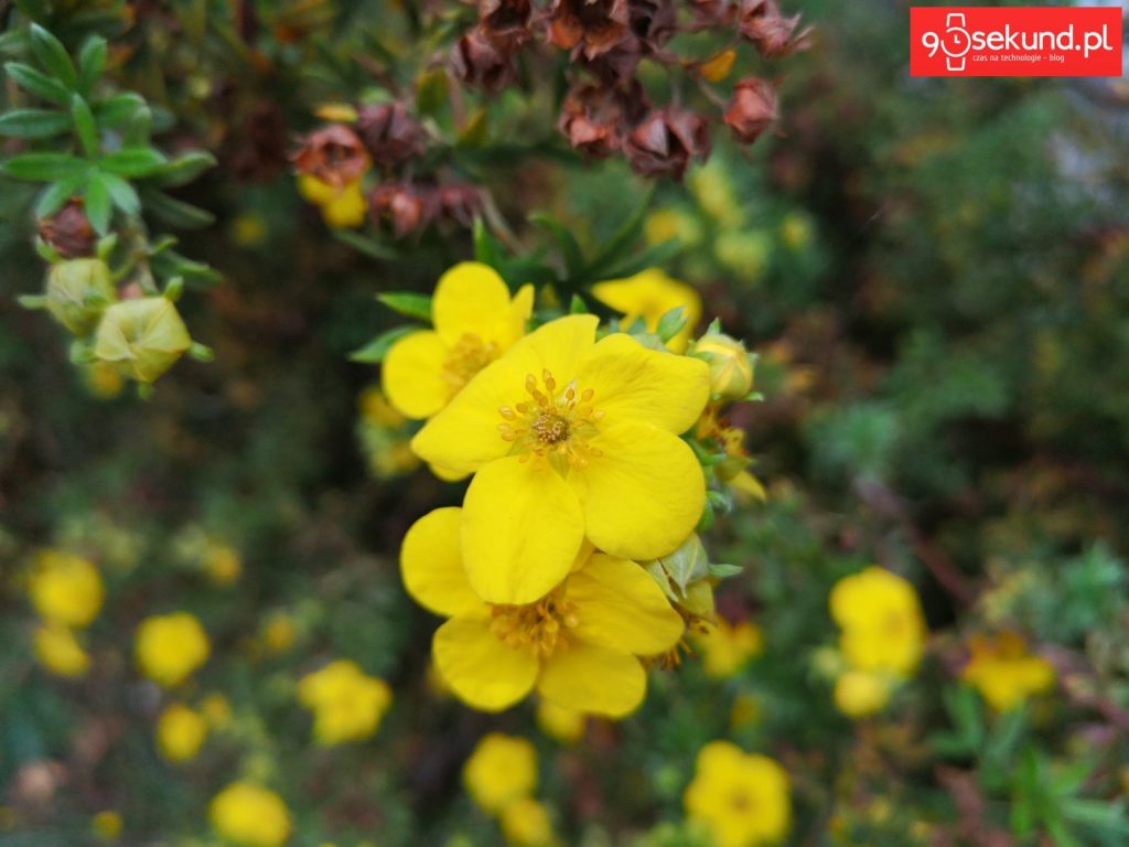 Zdjęcie wykonane Huawei P20 - 90sekund.pl - Michał Brożyński