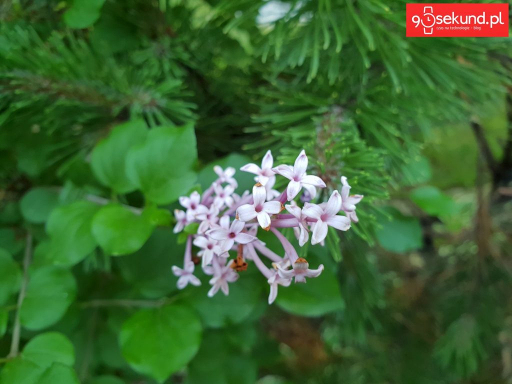 Zdjęcie wykonane Galaxy S9 - 90sekund.pl - Michał Brożyński