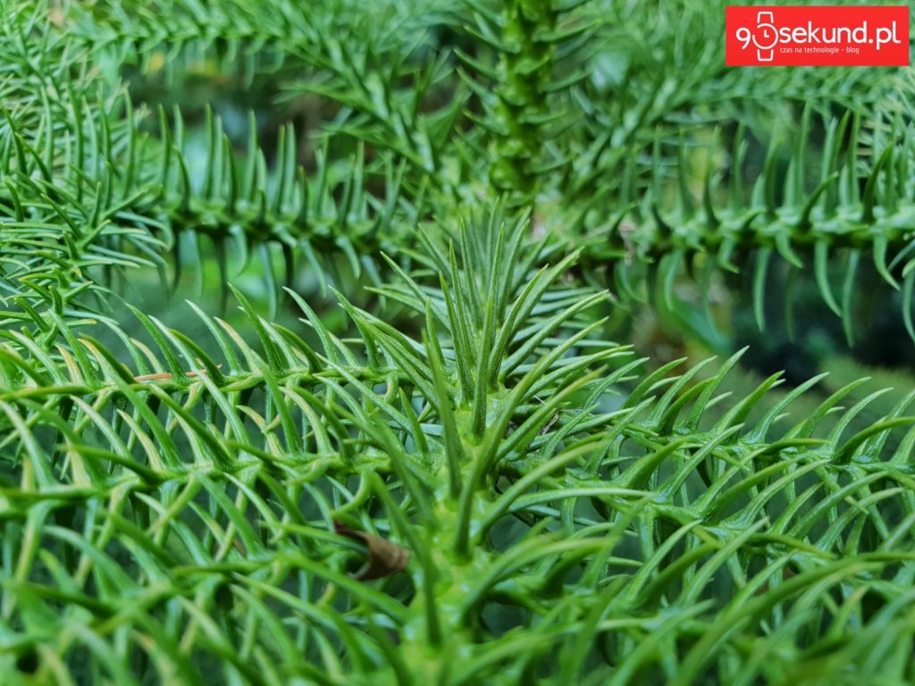 Zdjęcie wykonane Galaxy S9 - 90sekund.pl - Michał Brożyński