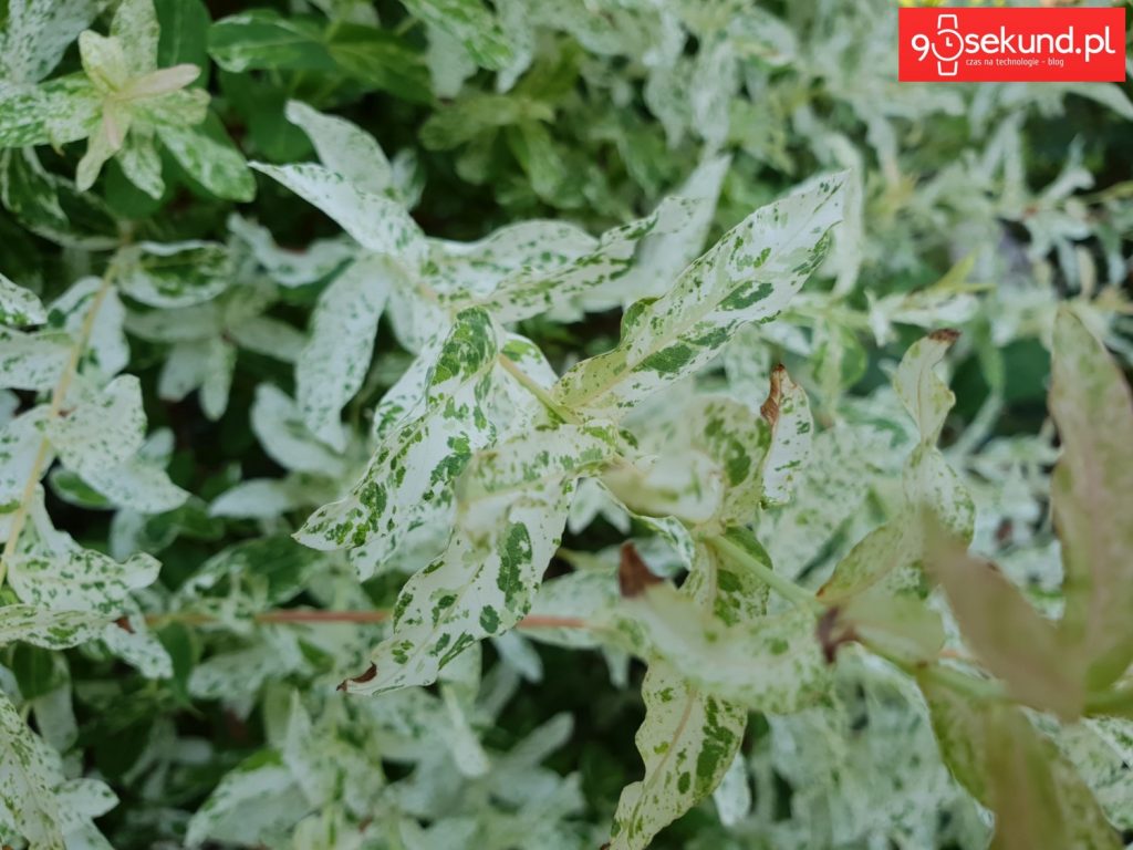 Zdjęcie wykonane Galaxy S9 - 90sekund.pl - Michał Brożyński