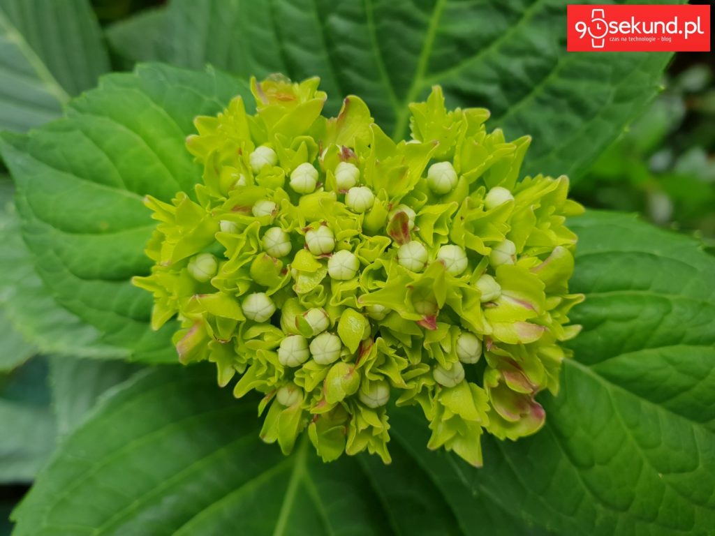 Zdjęcie wykonane Galaxy S9 - 90sekund.pl - Michał Brożyński