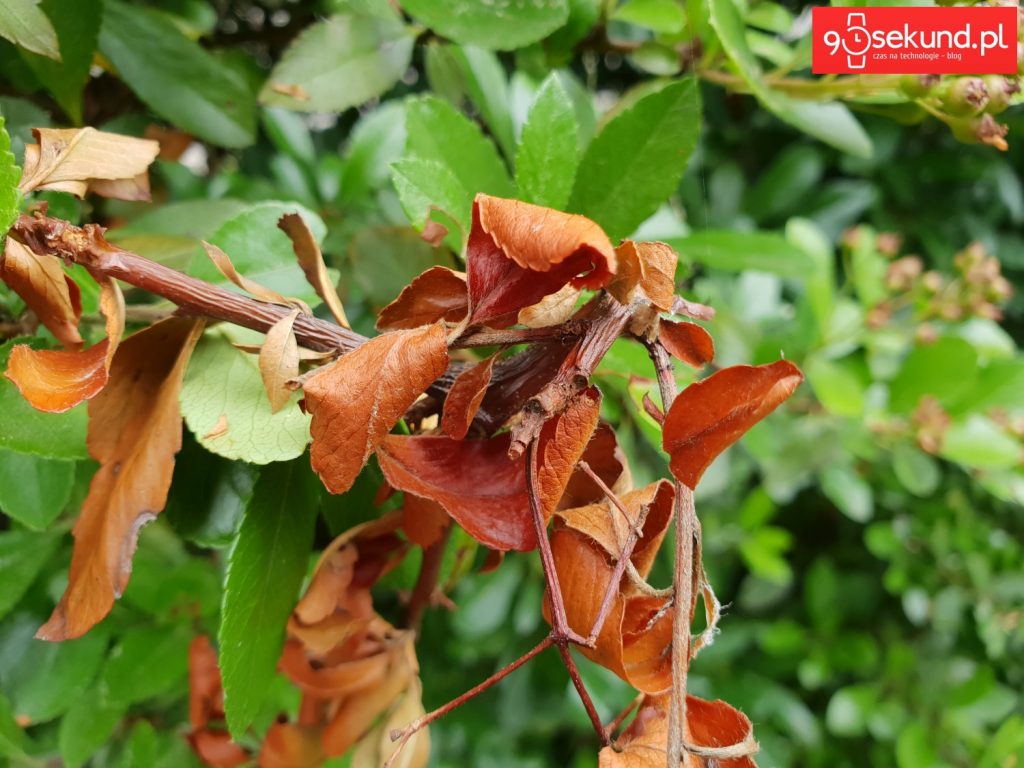 Zdjęcie wykonane Galaxy S9 - 90sekund.pl - Michał Brożyński