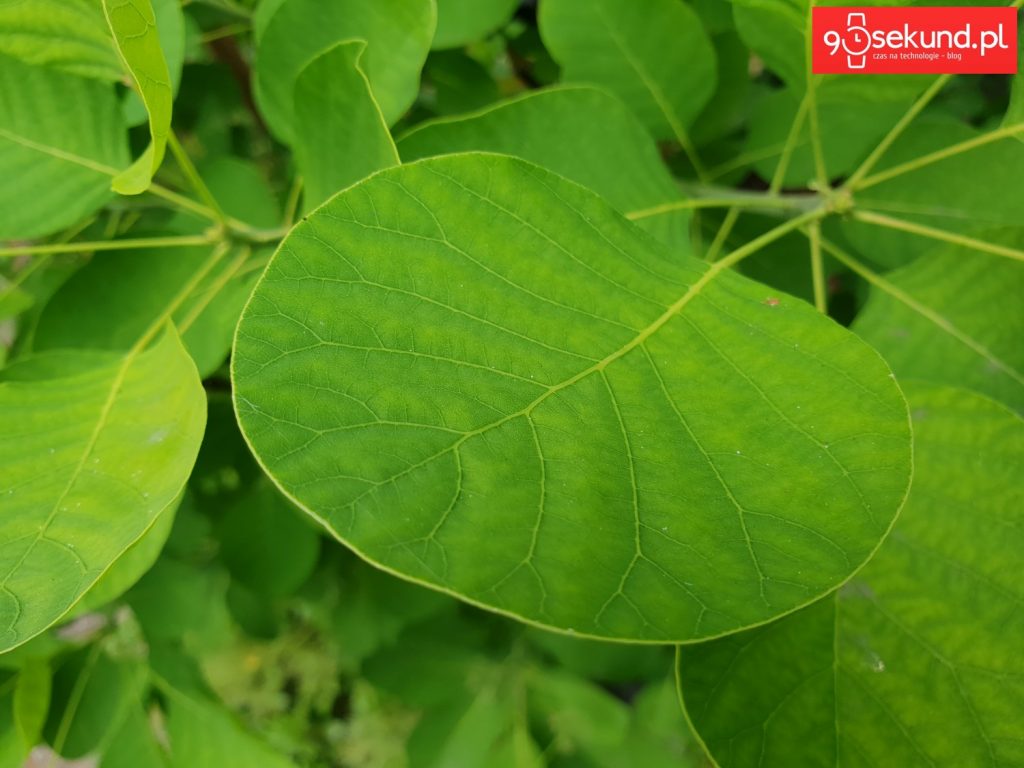 Zdjęcie wykonane Galaxy S9 - 90sekund.pl - Michał Brożyński