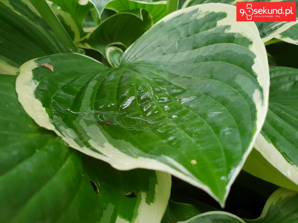 Zdjęcie wykonane Galaxy S9 - 90sekund.pl - Michał Brożyński