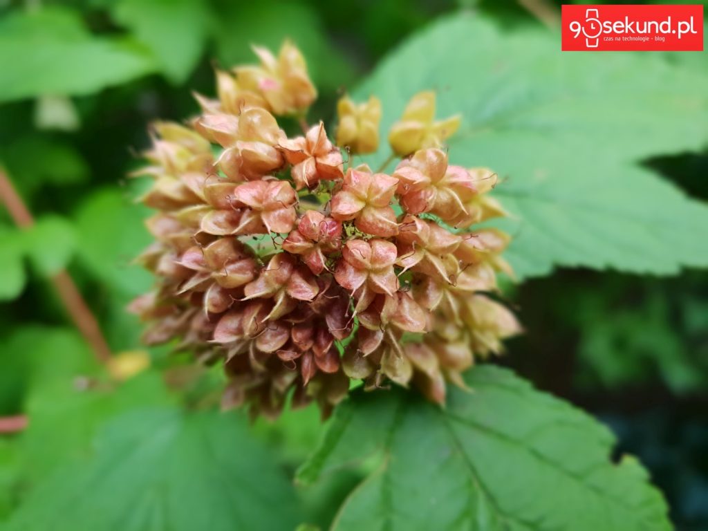 Zdjęcie wykonane Galaxy S9 - 90sekund.pl - Michał Brożyński