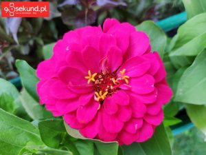 Zdjęcie wykonane Xiaomi Mi Mix 2s - 90sekund.pl / Michał Brożyński