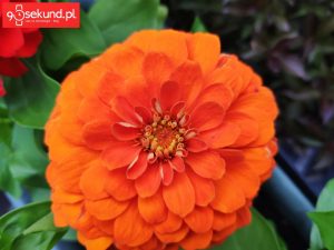 Zdjęcie wykonane Xiaomi Mi Mix 2s - 90sekund.pl / Michał Brożyński