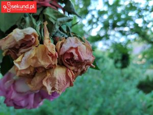 Zdjęcie wykonane Xiaomi Mi Mix 2s - 90sekund.pl / Michał Brożyński