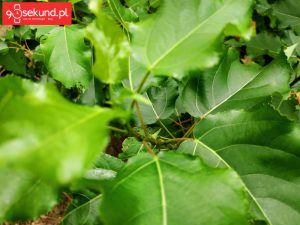 Zdjęcie wykonane Xiaomi Mi Mix 2s - 90sekund.pl / Michał Brożyński