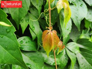 Zdjęcie wykonane Xiaomi Mi Mix 2s - 90sekund.pl / Michał Brożyński