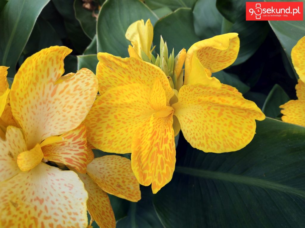 Zdjęcie wykonane Xiaomi Redmi Note 5 - 90sekund.pl / Michał Brożyński