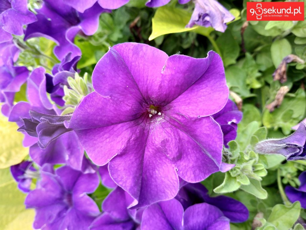 Zdjęcie wykonane Xiaomi Redmi Note 5 - 90sekund.pl / Michał Brożyński