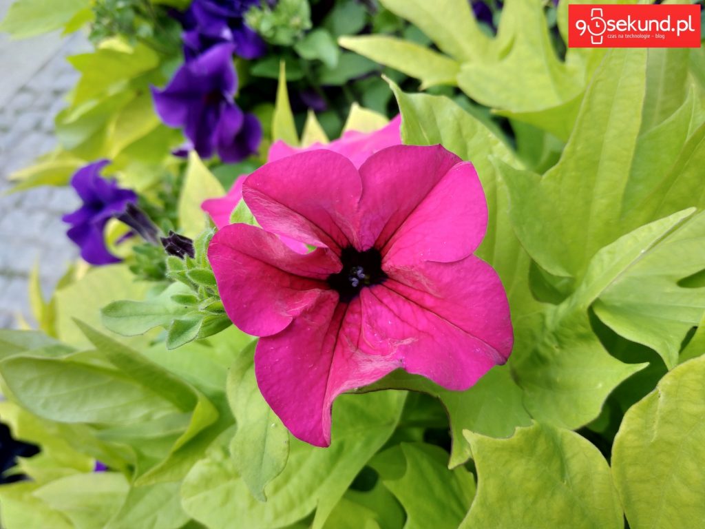 Zdjęcie wykonane Xiaomi Redmi Note 5 - 90sekund.pl / Michał Brożyński