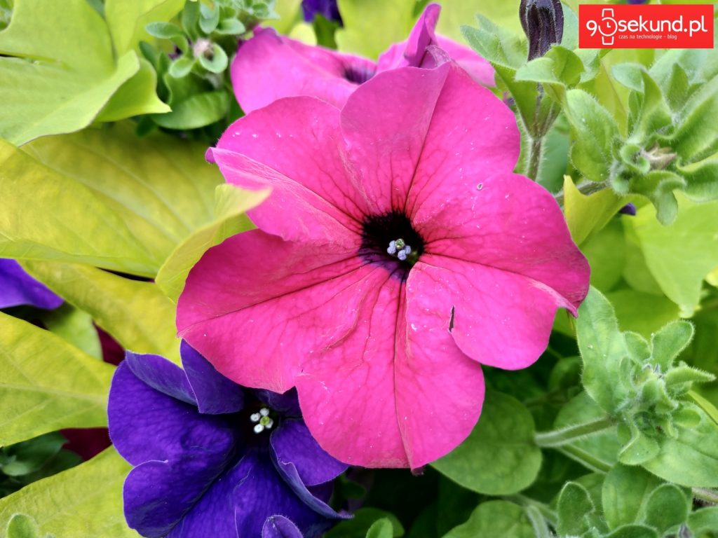 Zdjęcie wykonane Xiaomi Redmi Note 5 - 90sekund.pl / Michał Brożyński