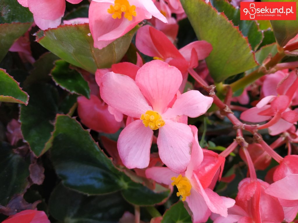 Zdjęcie wykonane Xiaomi Redmi Note 5 - 90sekund.pl / Michał Brożyński