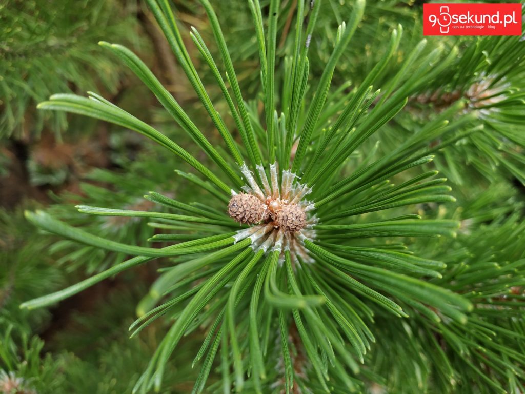 Zdjęcie wykonane Xiaomi Redmi Note 5 - 90sekund.pl / Michał Brożyński