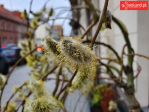 Zdjęcie z Galaxy S10+ Michał Brożyński 90sekund.pl